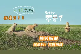土拨鼠早上起来想来个爱的亲吻，结果意外发现，老婆竟然出轨了！视频封面