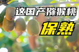 【水果猎人】不输进口奇异果的黄心猕猴桃，收到就能吃是什么体验视频封面
