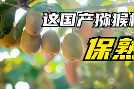 【水果猎人】不输进口奇异果的黄心猕猴桃，收到就能吃是什么体验视频封面