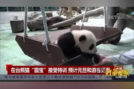 在台熊猫“圆宝”接受特训，预计元旦和游客见面|中国新闻