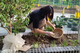 想吃黄豆芽不用买，自己在阳台就能种，一看就会的懒人方法视频封面