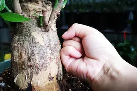 2种料各一勺，兑水喂给发财树，茎干越长越粗壮视频封面
