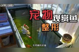 网上有种说法：球体蝴蝶鲤是靠泡药水导致体型变异出来的，是吗？