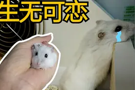 为什么大开着门仓鼠也不敢越狱，因为我用了这个方法视频封面