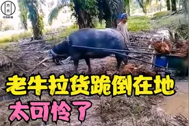 水牛水坑中拉货，累到跪地不起还在努力拉车，真是太可怜了视频封面