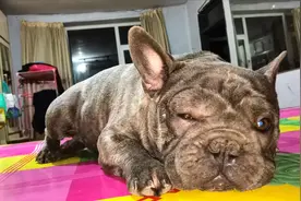 “小法斗”被蜜蜂蛰了，第二天竟然奇迹般地好了，这是咋回事？视频封面