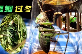 夏天捉的山青蝈蝈依然叫着，把笼子换成叫罐，但愿它能过冬吧！视频封面