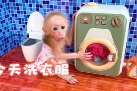 小猴子布布和小狗去洗衣服和摘水果视频封面