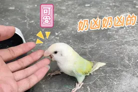 小鹦鹉咬主人拖鞋，还跟主人动起嘴来，奶凶奶凶的超可爱视频封面