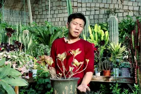 绣球叶子枯萎了，浇上2种“液体”，开春叶子油绿，开出蓝色花！视频封面