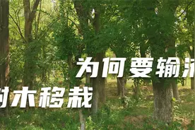 树木移栽后须重视根外补水，树木输液详解