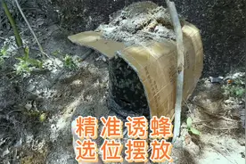 诱蜂不懂选位？详细教你如何正确选诱蜜蜂位置及摆放诱蜂桶视频封面