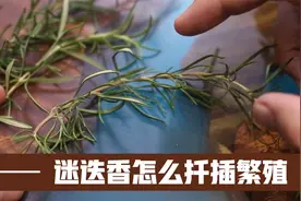 迷迭香怎么扦插繁殖？园艺师教你，拿个花盆撒点蛭石，既插既活视频封面