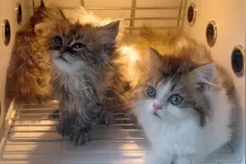 经过上次的教训，斥巨资给猫咪买了台烘干机，防止猫咪洗澡感冒视频封面