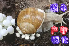 高清近距离观看蜗牛产卵和孵化过程视频封面