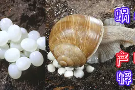 高清近距离观看蜗牛产卵和孵化过程