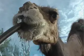 骆驼几周没喝水了，一次能豪饮120公斤的水，不愧是“大胃王”视频封面