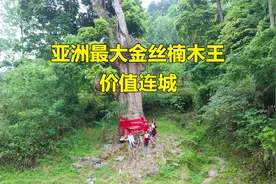 贵州发现一棵亚洲最大的金丝楠木王，已有1500多年历史，价值连城视频封面