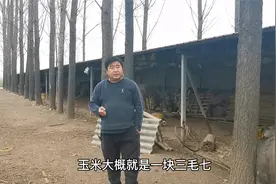 一只鹅养成需要多少成本？该怎么合理降低成本？老张告诉大家视频封面