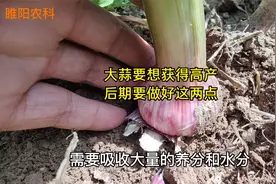 大蒜蒜薹采收后，只要做好这两点，蒜头膨大快产量高视频封面