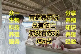 科学养猪分享：保育猪养不好，总有伤亡？看看你有没有做好这5点视频封面