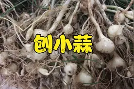 刨小蒜春天吃小蒜最佳季节小蒜有解败火的功效小蒜生吃熟吃都好吃视频封面