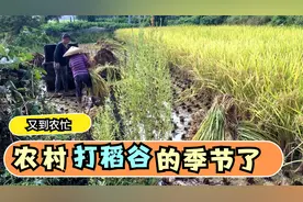 还有多少年轻人记得怎么打稻谷和晒稻谷呢？爱惜粮食人人有责！