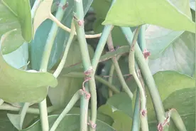 绿萝，针对有害气体有大作用，满足2种需求，快速长成“绿瀑布”视频封面