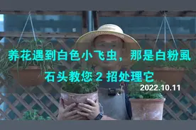 养花遇到白色小飞虫，那是白粉虱，石头教您2招处理它视频封面