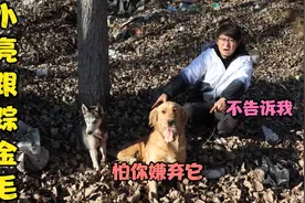 金毛每天叼着骨头往深沟跑，当小亮跟踪它知道其原因后，大吃一惊视频封面