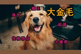 金毛，对人类温顺友好，对同类可不一定哦！金毛和拉布拉多的关系视频封面