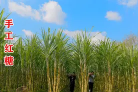 用200斤甘蔗自制手工红糖，辛苦制作3天，没想到翻车翻得这么惨视频封面