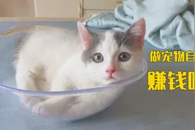 90后女生辞职在家养7只猫，靠什么维持生活开销？视频封面