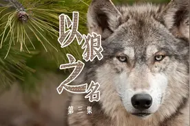 七匹狼品牌名是怎么来的？背后或许有你不知道的事儿视频封面