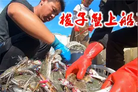 体验丹东海岛的渔民生活，实拍渔船出海接货过程，看大螃蟹真过瘾视频封面