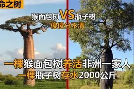 一棵树养活一家人，一棵树存水2吨，猴面包树和瓶子树竟分不清？视频封面