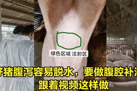 养猪知识分享：仔猪腹泻容易脱水，要做腹腔补液，跟着视频这样做视频封面