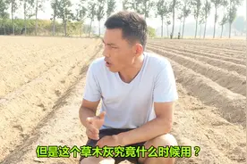 草木灰种健康红薯，到底该如何操作，你说农村小伙这样做对吗？视频封面