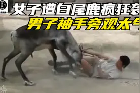 女子被白尾鹿疯狂袭击，男子却在一旁袖手旁观，真是太气人了视频封面