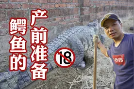 鳄鱼哥：母鳄鱼开始产蛋，提前进鳄鱼池把工作做好，美好的一天！视频封面