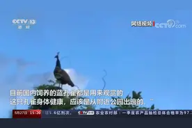 北京 停车场飞来蓝孔雀 或为从附近公园出逃视频封面
