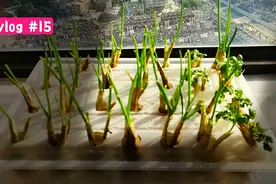 疫情下的娱乐，7X24小时用手机记录小葱和香菜用水培种植重新发育视频封面
