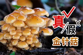 想吃金针菇？先过了毒蘑菇这关！