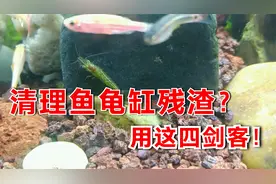 简单又好用，龟缸鱼缸食物残渣清理四剑客：泥鳅田螺溪蚬和黑壳虾视频封面