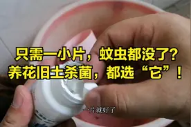 养花旧土，不用晒？一片药，杀菌效果好，网友：蚊子都没了视频封面