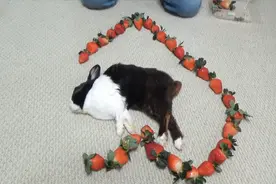 用草莓唤醒熟睡的兔子，看它吃草莓的样子，我也馋了视频封面