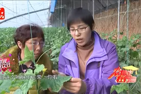 黄瓜药害如何救治视频封面