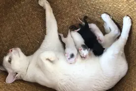 收养的流浪猫小白生了四只小猫，原来白猫是可以生出黑猫的
