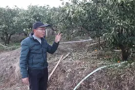冻坏果树如何修复，帽哥教你简单省钱的好方法！视频封面