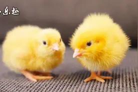神奇！鹌鹑人工繁殖全纪录，小小的鹌鹑是怎样从蛋壳钻出来的？视频封面